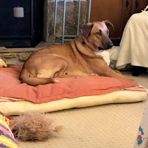 Pet friendly closet! - Picture 7 of 9